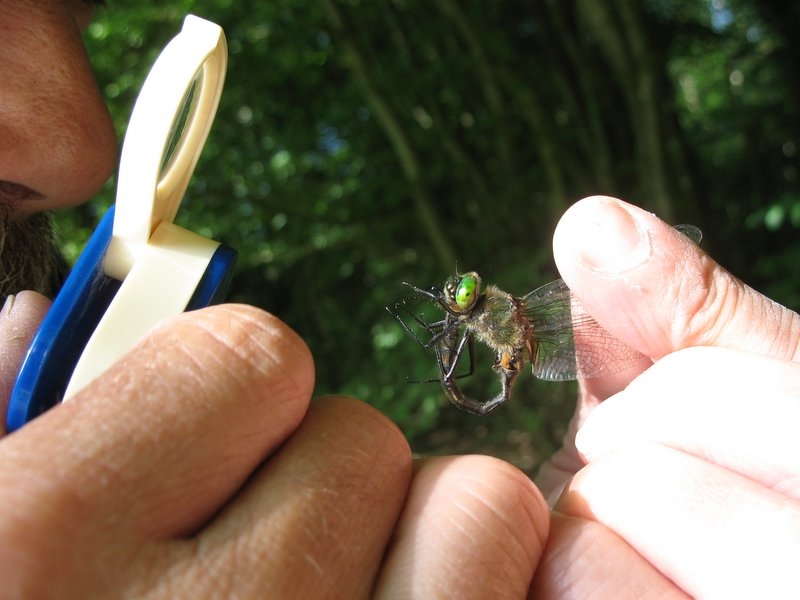 Bonne mare 17 juin 2006 017